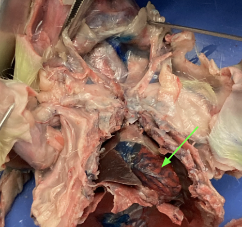 <p>identify the organ and the membrane covering it</p>