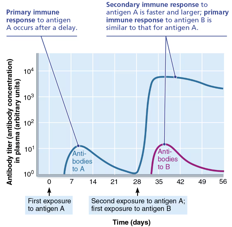 <ul><li><p>The <strong>primary response</strong> to antigen A <span style="color: red;"><strong>generates memory cells</strong></span> that give rise to the enhanced <strong>secondary response</strong> to antigen A</p></li><li><p>The response to antigen B is independent of the response to antigen A.</p></li></ul><p></p>