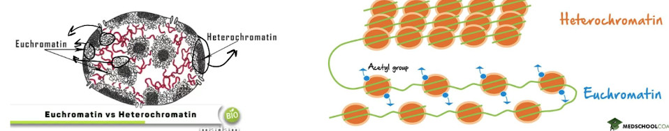 less condensed chromatin, open and readable

* \~20% of genome