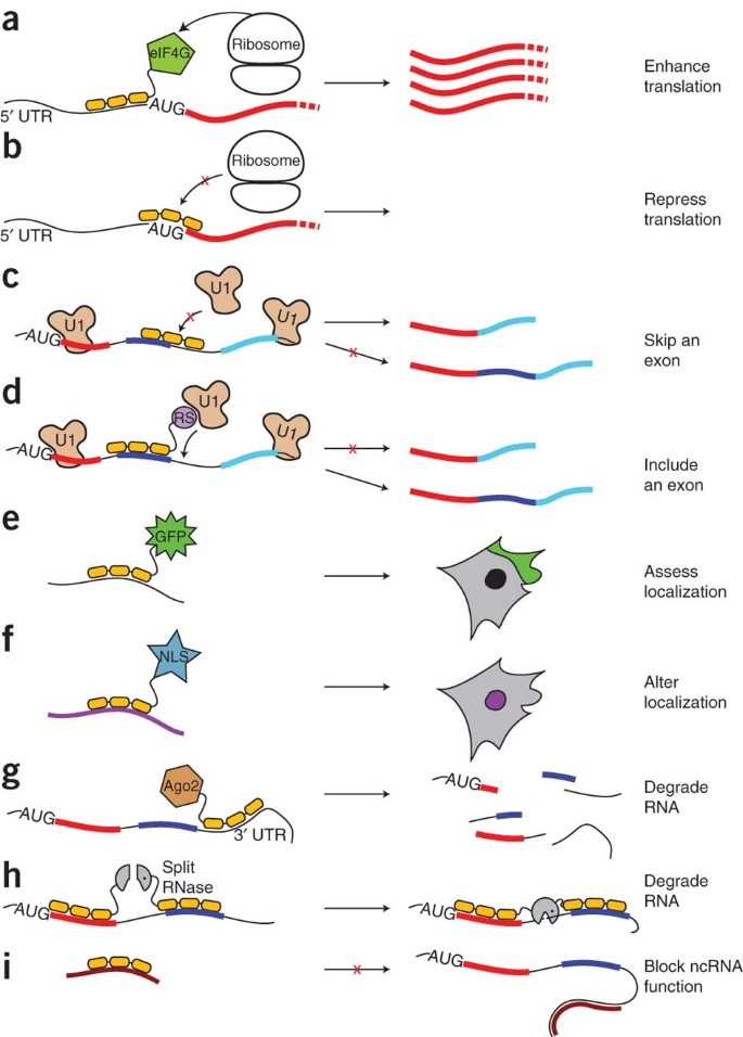 <p>RNA will take on its most thermodynamically stable state, but exists in an equilibrium. The presence of ribose sugar instead of deoxyribose in DNA, which makes RNA less stable and more prone to degradation </p>