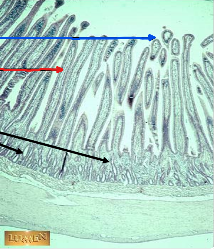 <p>the black arrows</p>