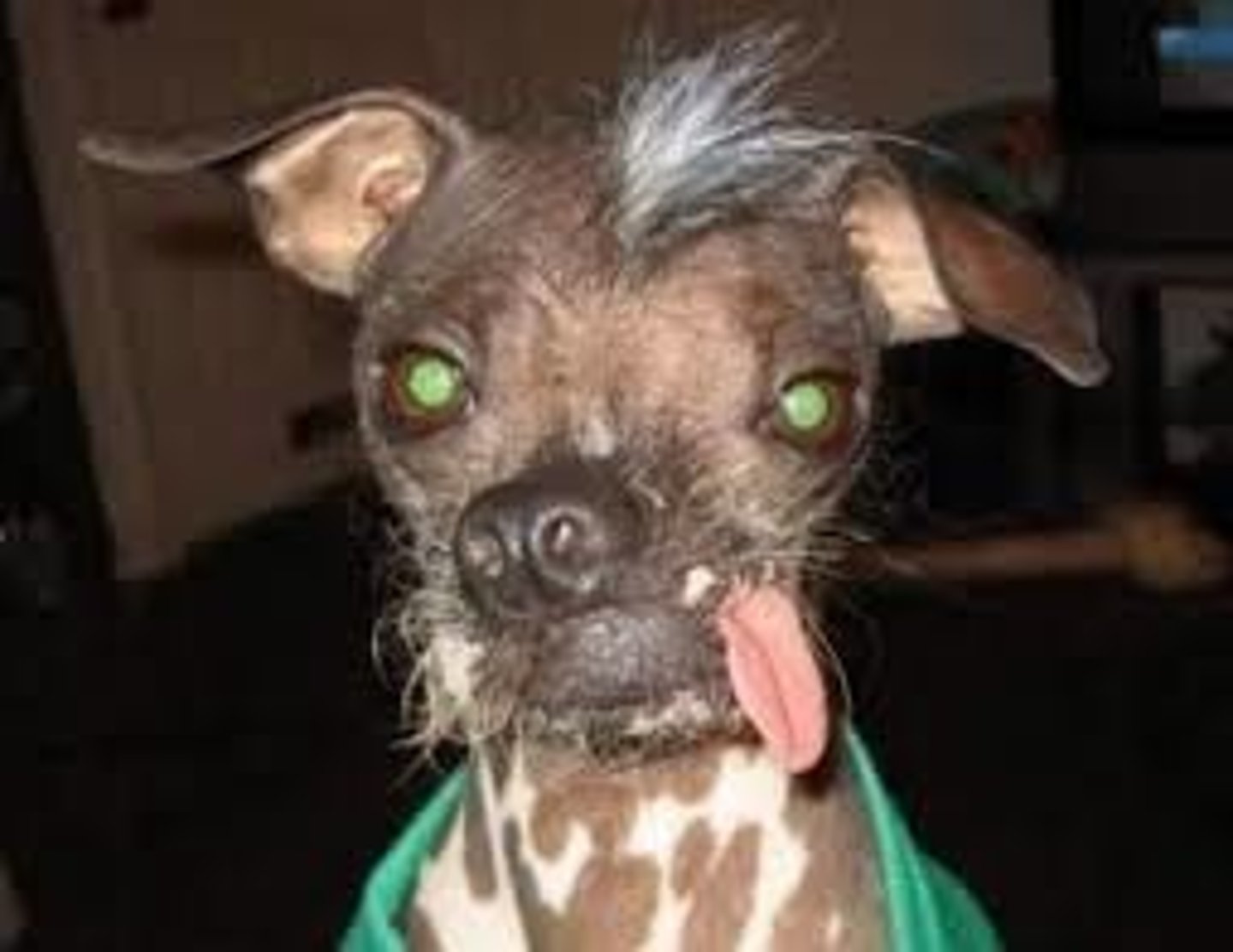 <p>ugly</p>