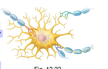 <ul><li><p>from the presynaptic neuron (sending signal) to the postsynaptic neuron (receiving signal)</p></li></ul><p></p>
