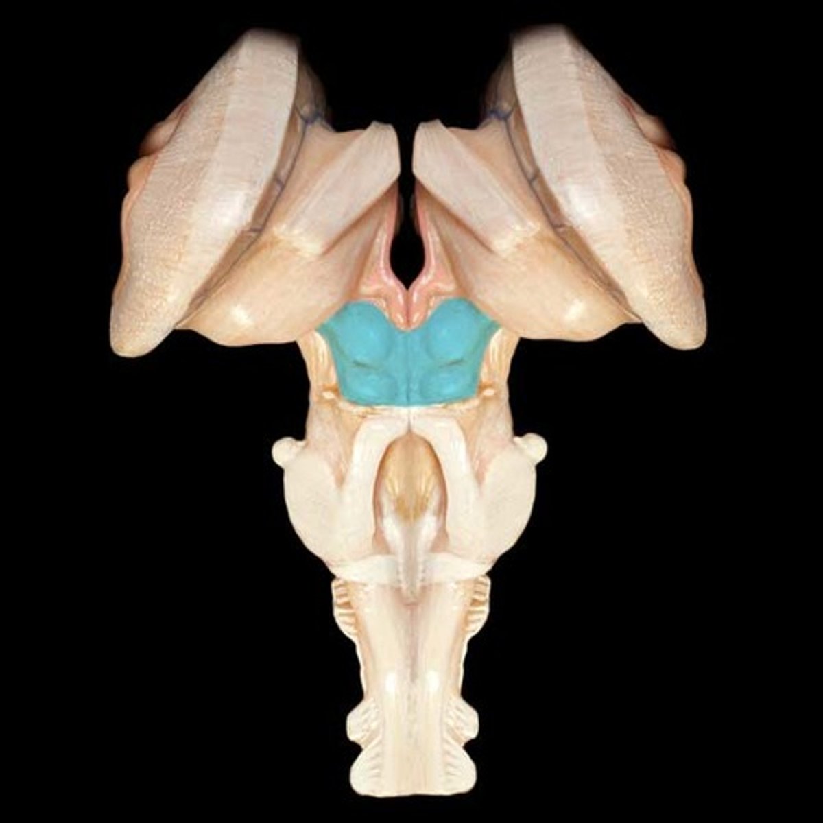 knowt flashcard image