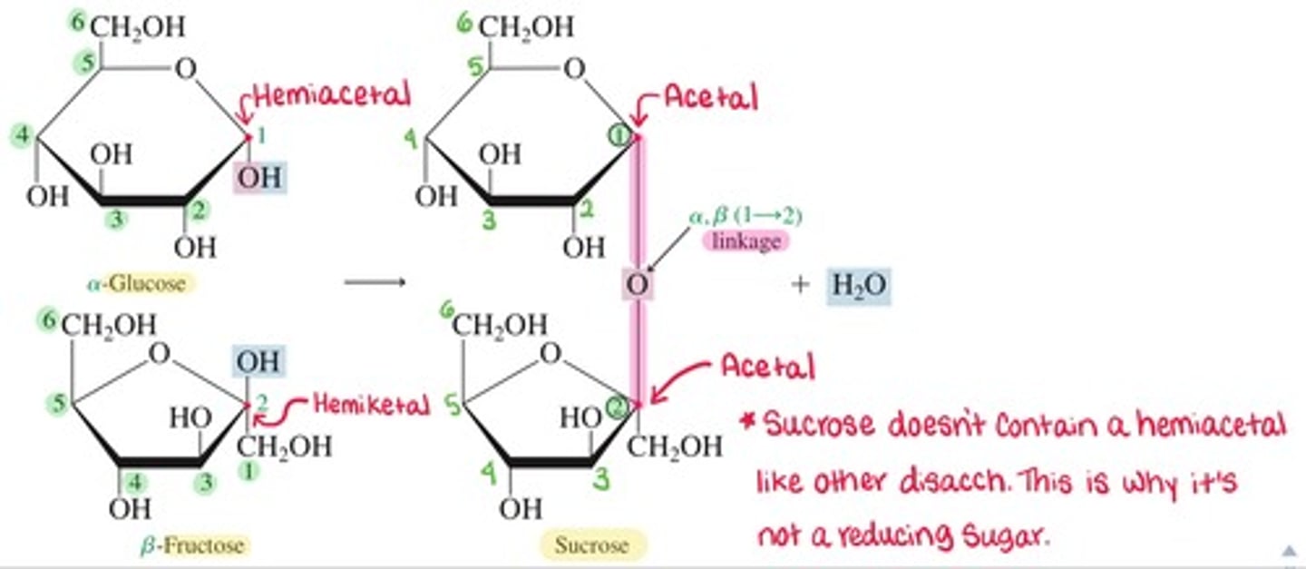 <p>- A disaccharide, also known as table sugar.</p><p>- Composed of: Alpha D-Glucose + Beta D-Fructose</p><p>~Remember that glucose is an aldose and fructose is a ketose.</p><p>- Glycosidic Linkage: Alpha, Beta (1->2)</p>
