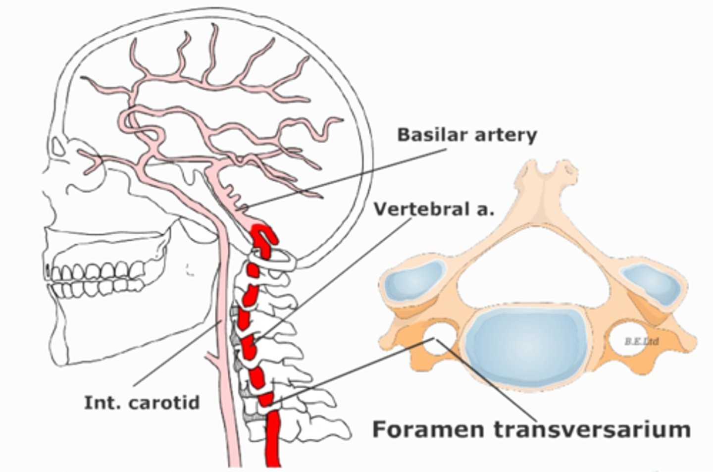<p>Arises from the subclavian artery</p><p>Courses through the transverse foramina of C6 - C1</p><p>Arches over posterior arch of atlas</p><p>Enters the foramen magnum</p><p>Immediately unit to form the basilar artery</p>