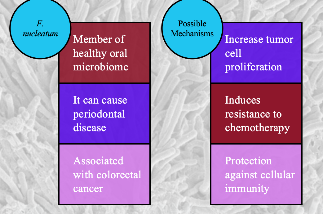 <p>Present in plaque and linked to colorectal cancers.</p>