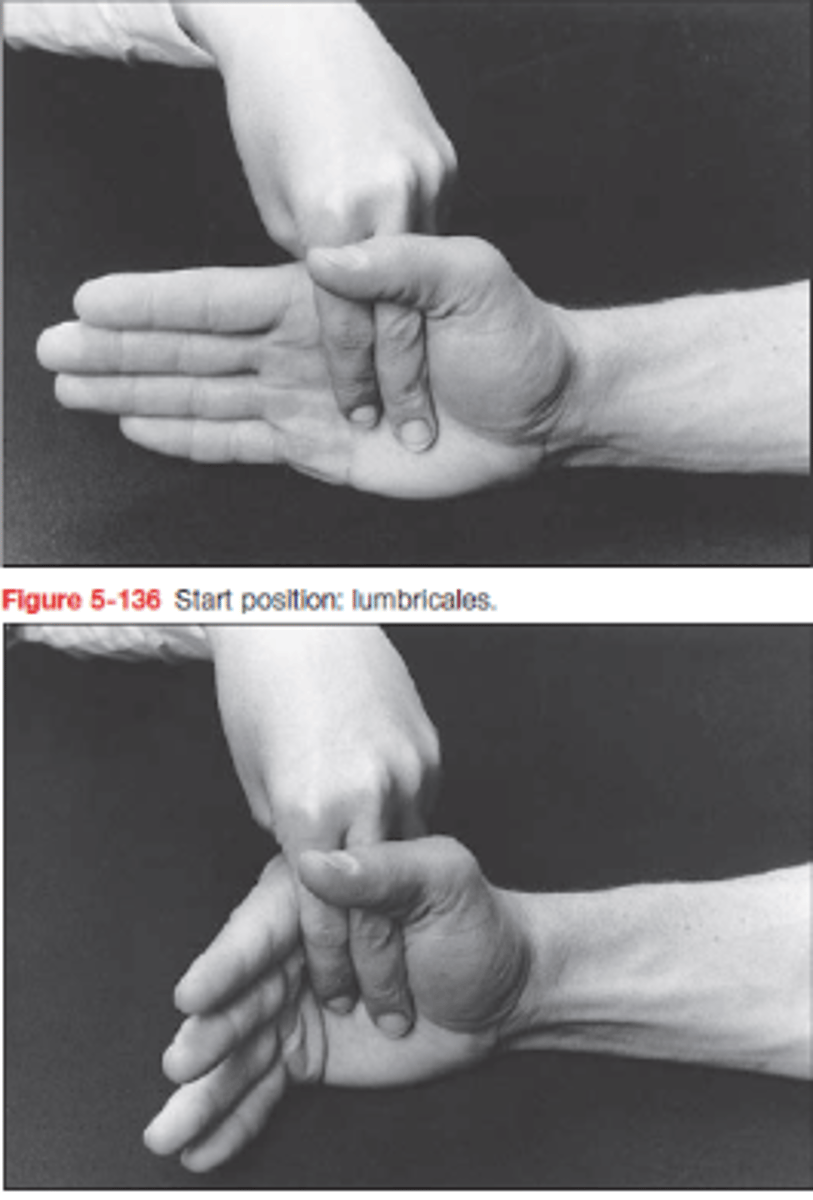 <p>Működés: MCP flexio és IP extenzió egyszerre</p><p>KH: csukló neutrális, alkar pronációban, vagy középhelyzetben, MCP extensióban, IP enyhe flexióban</p><p>Rögzítem a metacarpusokat és a csuklót</p><p>Flektálja a MC-kat, közben extendálja az IP-ket</p><p>Ellenállás: volarisan a proximalis phalanxra vagy a középsőre</p>