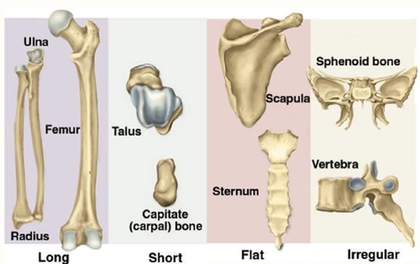 <p>Long bones: ulna, femur</p><p>Short: talus, capitate</p><p>Flat: ribs, sternum, scapula</p><p>Irregular: vertebrae, spheoid</p>