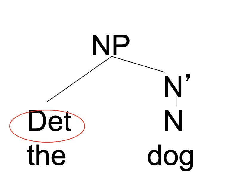 <p>daughters to XP, sisters to X’</p><p>→ ex. DP</p>