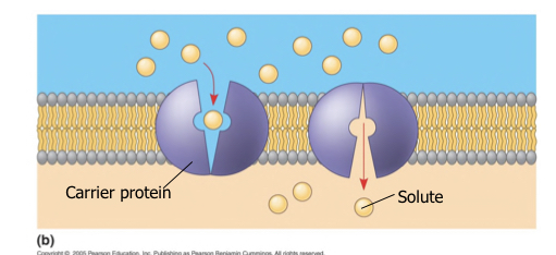 <p>Channel proteins:specific ions to cross( always open) or pump</p><p>Carrier proteins: binds to solute and undergo change for it to go to the other side of the membrane (opens and closes)</p>