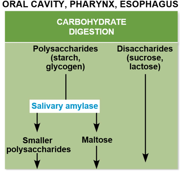 Uses mechanical digestion by chewing and chemical digestion by amylases to break down food.
