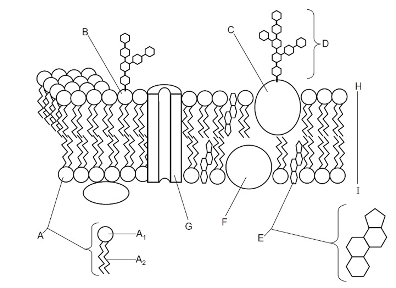 <p>(F) Offers support, communication, enzymes &amp; molecule transfer in the cell</p>