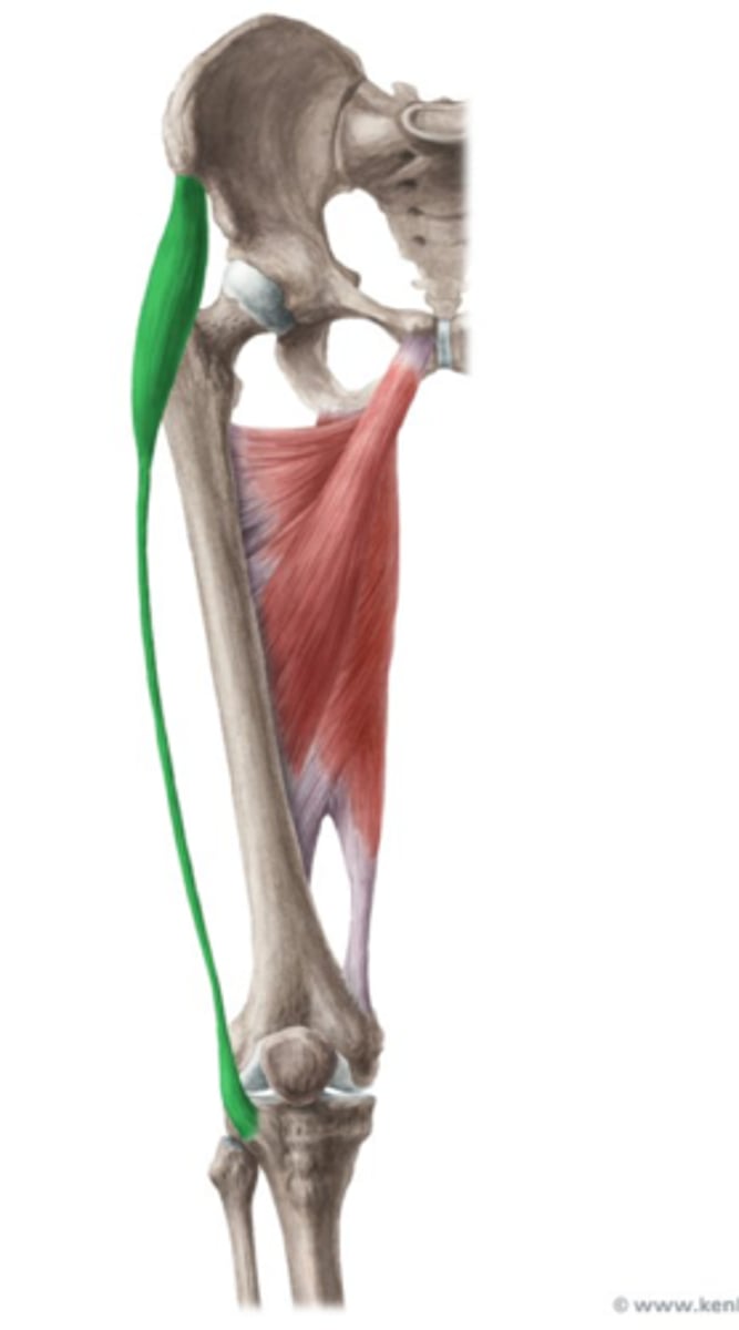 <p>O:SIAS</p><p>I: tractus iliotibialis. Voorzeijde van condylus lateralis tibiae (tuberculum van Gerdy), lat. tibia plateau</p><p>W: -</p><p>- samen met vezels van M. gluteus maximus die langs dorsaal tractus illiotibilias insereren = stabilisatie van het bekken + knie (bij staan als bij het gaan)</p><p>- samen met M. gluteud medius houdt ze bekken in evenwicht bij unipodale stand</p><p>- heup: abductie, anteflexie, endorotatie</p><p>- kniegewricht: slot-endorotatie van femur t.o.v. tibia</p><p>TRACTUS ILIOTIBIALIS: spant fascia lata</p><p>knie blijft in extensie</p><p>hyperextensie, lichaamsgewicht ligamentair ondersteun ipv spierkracht</p><p>Inn: N. gluteus superior (L4-L5, S1)</p>