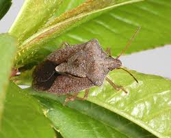 <p>Definable by looking at pentagon-like shape. Can be obvious or subtle. Have antennae, but otherwise can look extremely different, including head shape, whether or not they have ridges or bumps on their thorax, etc. Class Insecta, Order Hemiptera, called stink bugs</p>