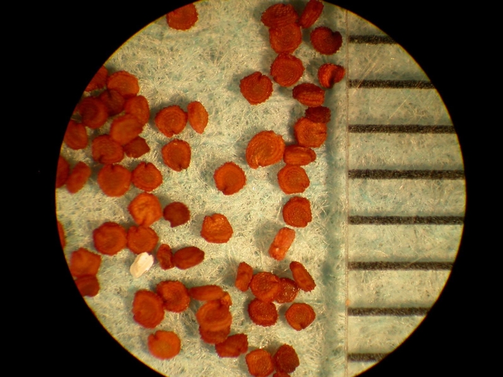 Stellaria media
