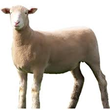 <p>meat/ medium wool breeds</p>