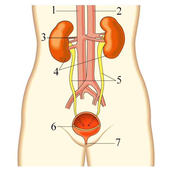 <p>Which number represents the renal artery?</p>