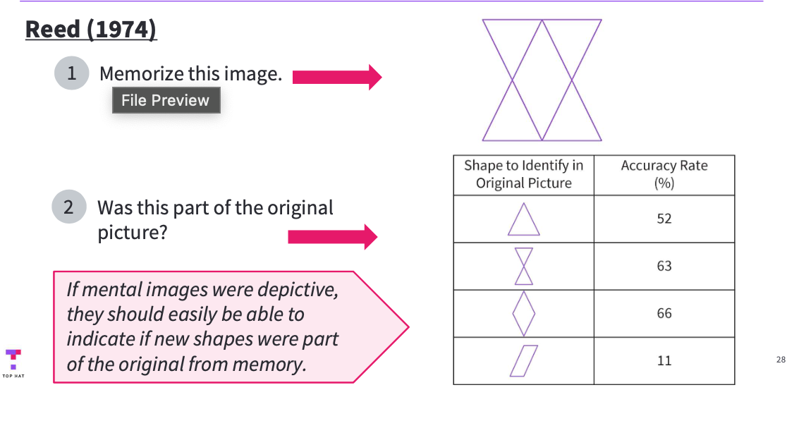 <ul><li><p>Reed tested whether people can easily extract new shapes from a mental image.</p></li><li><p>Participants memorized a complex figure, then judged whether new shapes were part of the original picture.</p></li><li><p>In some cases they were accurate, but in many cases accuracy was <strong>low</strong>.</p></li><li><p>Reed argued this is because people were not storing a detailed spatial image.</p></li><li><p>Instead, they may have stored <strong>verbal labels</strong> or descriptions of the picture’s components, which do not support detailed shape extraction.</p></li></ul><p></p>