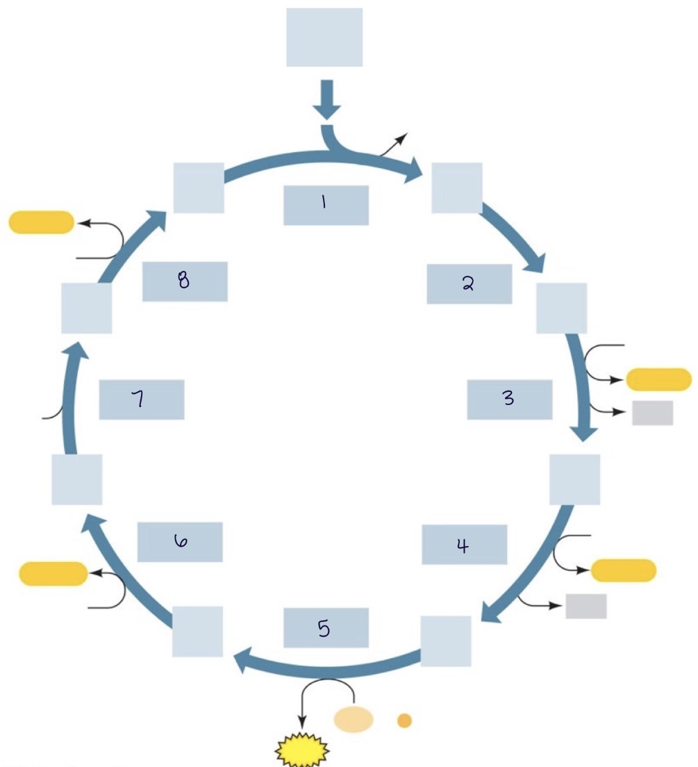 <p>Which option shows the correct order of enzymes in TCA Cycle?</p>