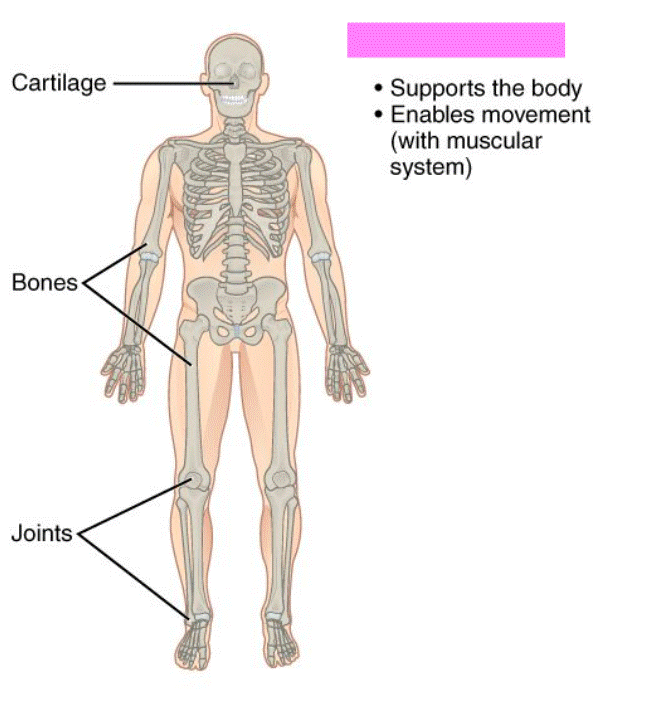<p>Skeletal System</p>