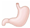<p>Structures made up of different tissues that work together to perform specific functions in the body. </p>