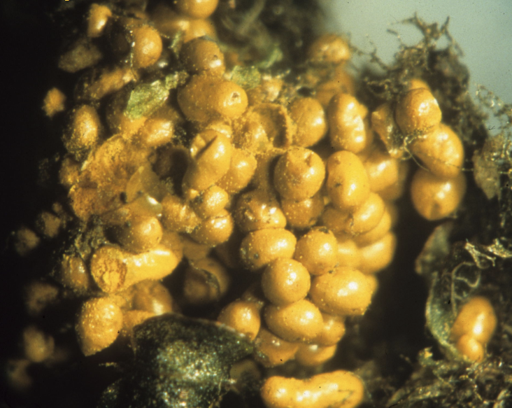 <p>Oligonema schweinitzii</p>