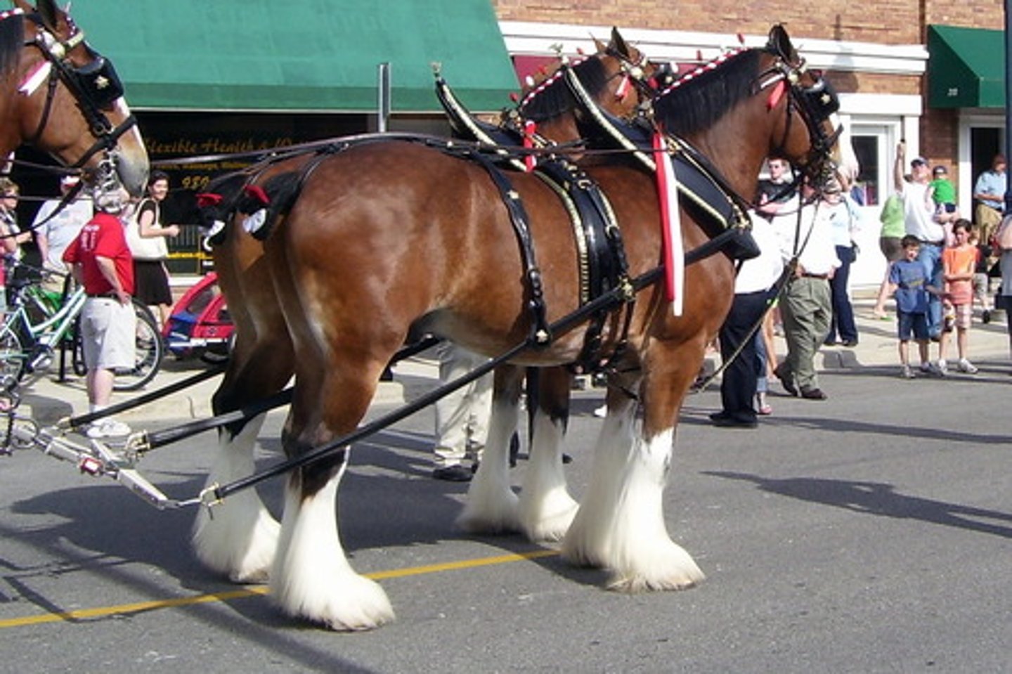 <p>- Original to Scotland</p><p>- Bred for faster gait pulling wagons, big hoof diameter</p><p>- Came to US in early 1800s, not as popular for farm work due to feathers and size</p>