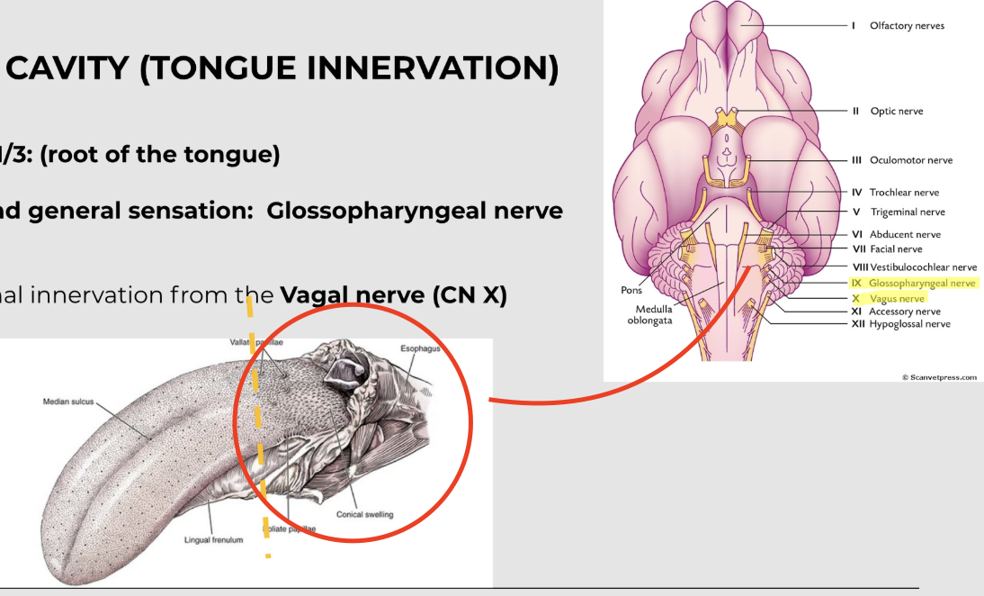 <p>found in caudal 1/3 is the root of the tongue - which connects to the glossopharyngeal nerve (CN IX) - which is known for taste and general sensation</p><p></p><p>you also get additional innervation from the vagal nerve (CN X)&nbsp;</p>