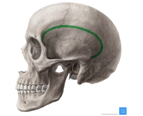<p><br>Punto de incersion del músculo temporal</p><p><strong>Límite superior y posterior de la fosa temporal</strong></p>