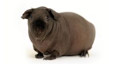 <p>What breed of guinea pig is this?</p>