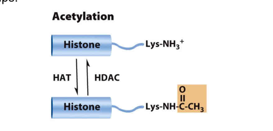 <p>Histone acetyltransferase (HAT) directs acetylation of </p><p>histones at lysine residues.</p><p>• Histone deacetylase (HDAC) catalyzes removal of acetyl groups </p><p></p>