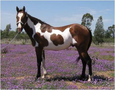 <p>What is this horse breed?</p>