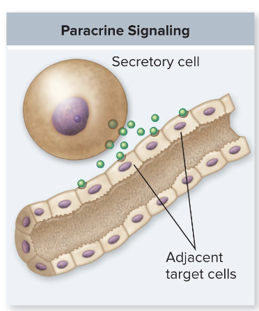 <p>specific cell secretes signaling molecules which affect nearby cells </p>