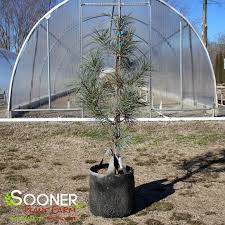 <p><span>Pinus strobus / Eastern White Pine</span></p>