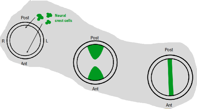 <ul><li><p>neural crest cells migrate into heart tube and begin to form endocardial cushions</p></li><li><p>eventually endocardial cushions unite to form septum intermedium</p><ul><li><p>forms right AV canal and left AV canal</p></li></ul></li></ul><p></p>