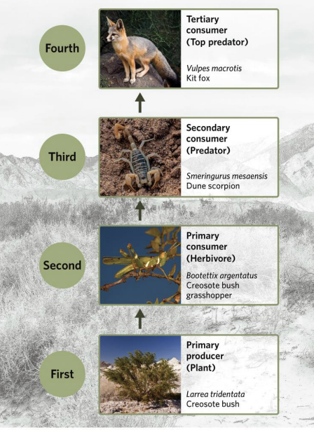 <p>Numerical ranks indicate the trophic level, with arrows pointing in the direction of energy flow. Each trophic level also has an alternative nomenclature that indicates the level or type of organism.</p>