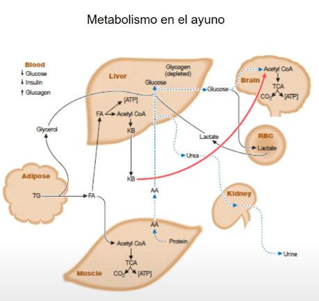 <ul><li><p>NO  hay ingesta de alimentos</p></li><li><p>Insulina no actua</p></li><li><p>Pancreas sintetiza GLUCAGÓN</p></li></ul><p></p><p><span style="color: #ff4a75"><strong>Glucagon</strong></span>: hormona hiperglucemiante, AUMENTA LOS NIVELES DE GLUCOSA EN SANGRE</p><ul><li><p>Neoglucogenesis</p></li><li><p>Toma las reservas de glucógeno, reservas de proteína, de grasa como fuente de AG o de AA para sintetizar glucosa</p></li></ul><p></p>