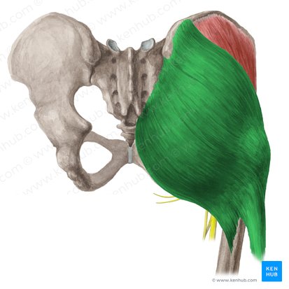 <p>Extends, abducts, and laterally rotates the hip</p><p>O:ilium and sacrum</p><p>I: Gluteal Tuberosity</p>