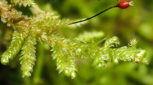 <p>One or more clusters of sexual organs produced on lateral branches (not on tip of primary branch)</p>