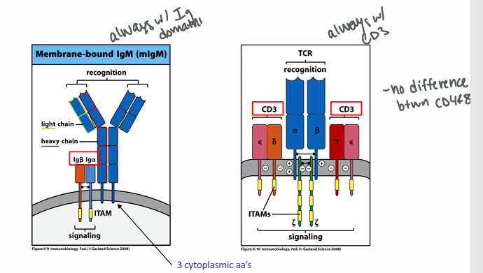 <p>-ITAM = immunoreceptor tyrosine-based activating motif</p><p>-tyrosine within conserved sequence gets phosphorylated → phosphotyrosines bind to kinases</p>