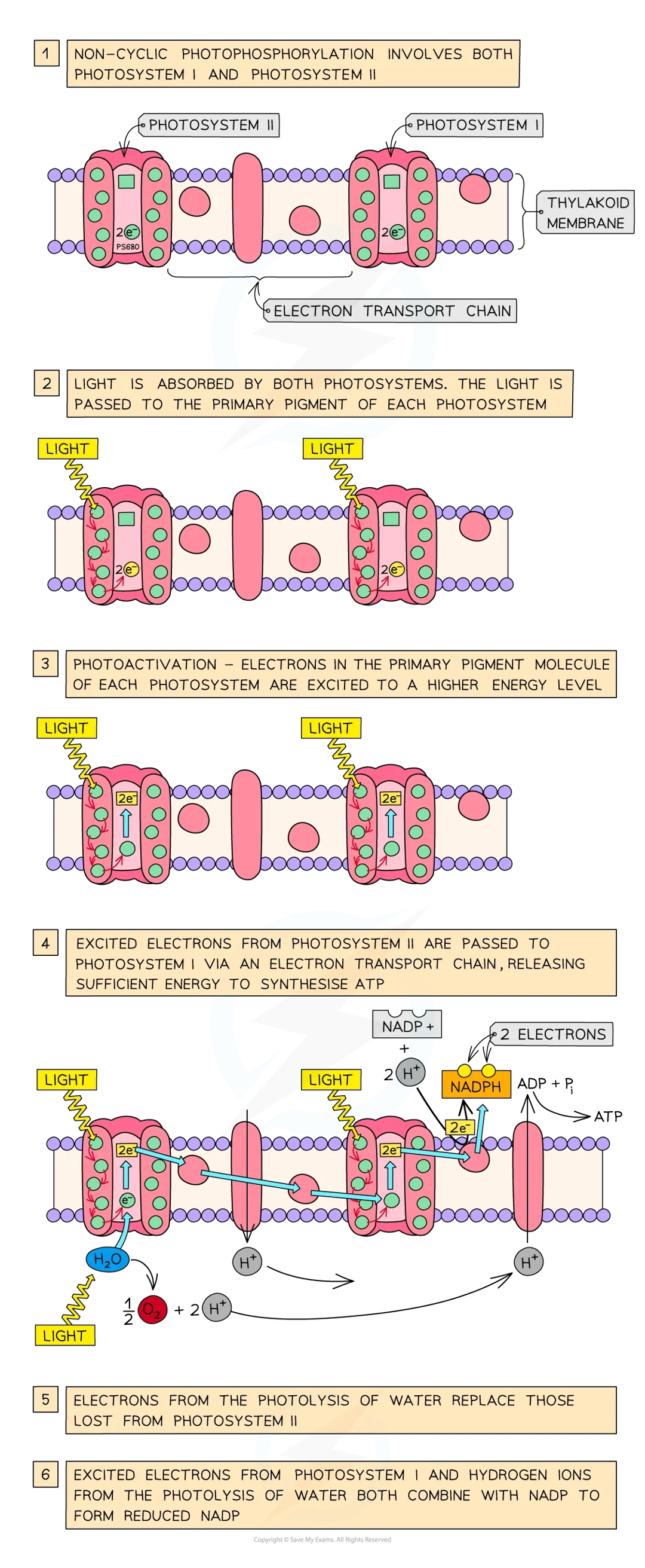 <ul><li><p>e- in primary pig mol excited to higher energy level and is emitted from chlorophyll mol in photoactivation</p></li><li><p>excited e- passed down chain of e- carriers (etc) before being passed on to psi</p></li><li><p>during this atp is synthesised from adp and an inorganic phosphate group (Pi) by process of chemiosmosis</p></li><li><p>atp then passes to li reactions</p></li><li><p>psii contains water splitting enz called oxygen evolving complex which catalyses breakdown (photolysis) of water by light: 2H2O → 4H+ + 4e- + O2</p></li><li><p>as excited e- leave primary pig of psii and are passed on to psi, they are replaced by e- from photolysis of water</p></li></ul><p></p>