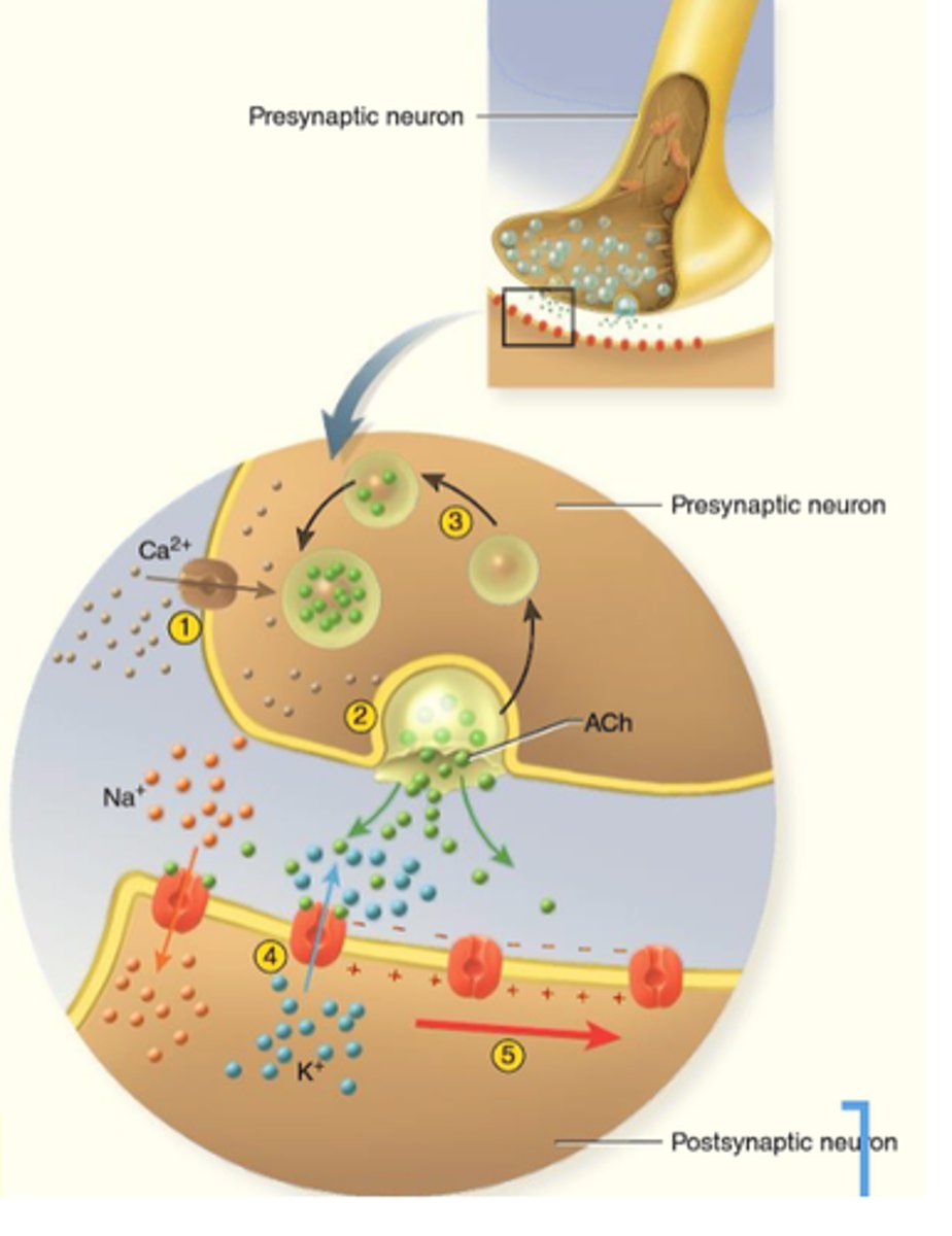 <p>1) action potential arrives</p><p>2) Ca2+ enters, triggers release of ACh</p><p>3) ACh released, binds to receptors</p><p>4) post synaptic cell depolarizes</p>