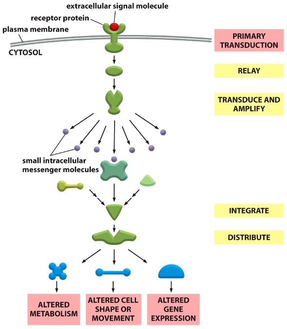 <p><span><span>•They can </span><em><span>amplify</span></em><span> the signal received, making it stronger, so that a few extracellular signal molecules are enough to evoke a large intracellular response.</span></span></p>
