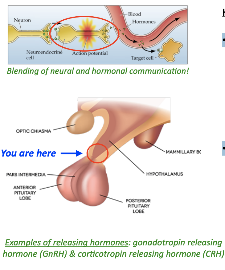 <ul><li><p>Small peptide hormones that increase or decrease the release of hormones from the anterior pituitary gland (left: little green triangles) </p></li><li><p>Can be thought of as a special class of neurotransmitters </p></li><li><p>Released by neurosecretory cells at the base of the hypothalamus </p></li><li><p>These neurons act as endocrine cells, but look like conventional neurons, firing action potentials that cause the release of “releasing hormones”</p></li></ul><p></p>