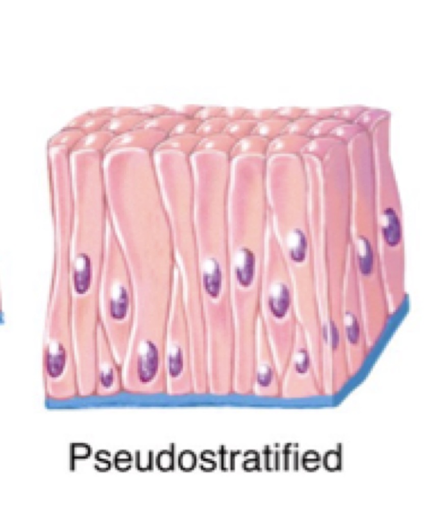 <p>(False Layers)</p><p>Single layered, appears double layered. </p><p>Not all cells reach surface</p>