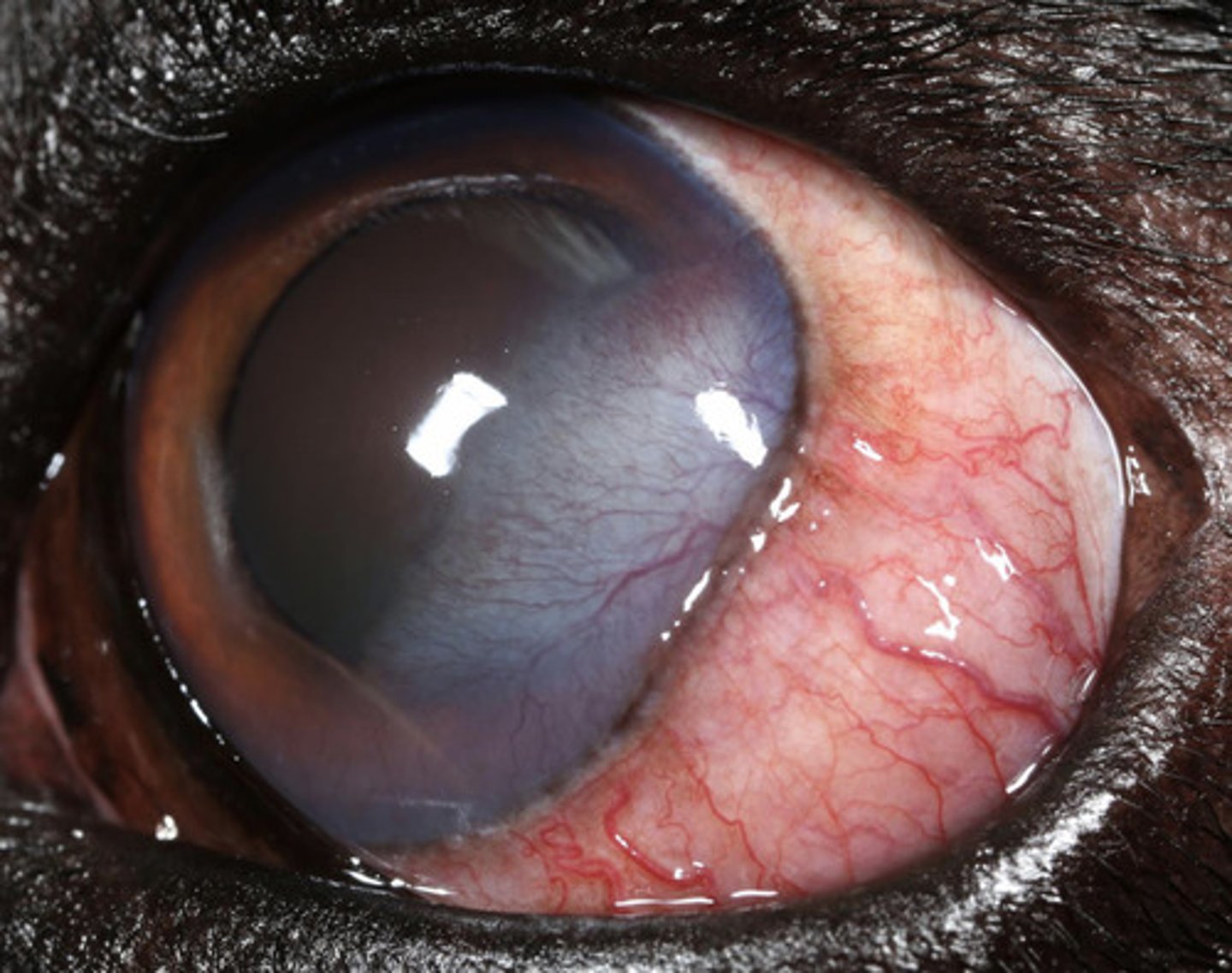 <p>What am I describing?</p><p>- Immune-mediated</p><p>- Raised episcleral masses +/- vascular infiltrate in the perilimbal cornea</p>