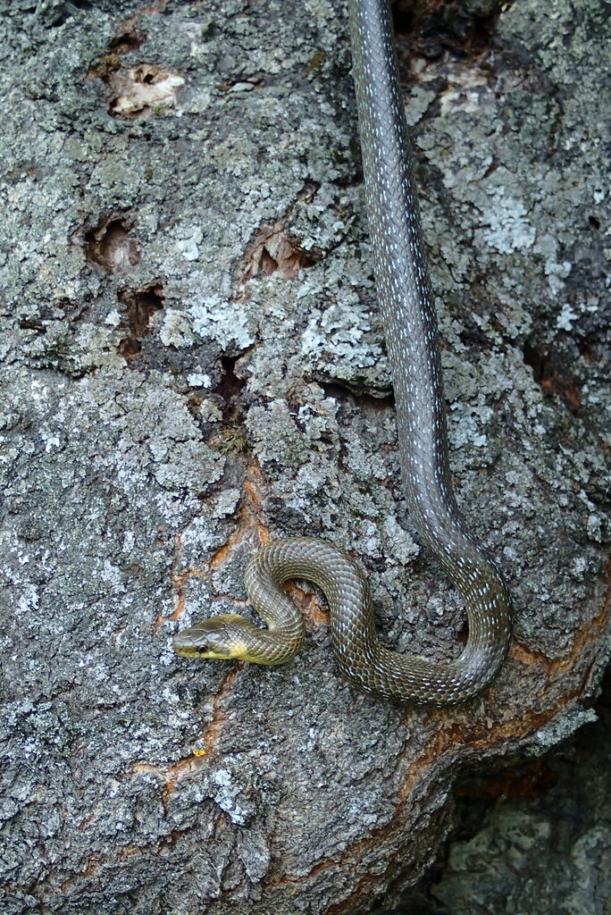 <p>Wąż Eskulapa</p>