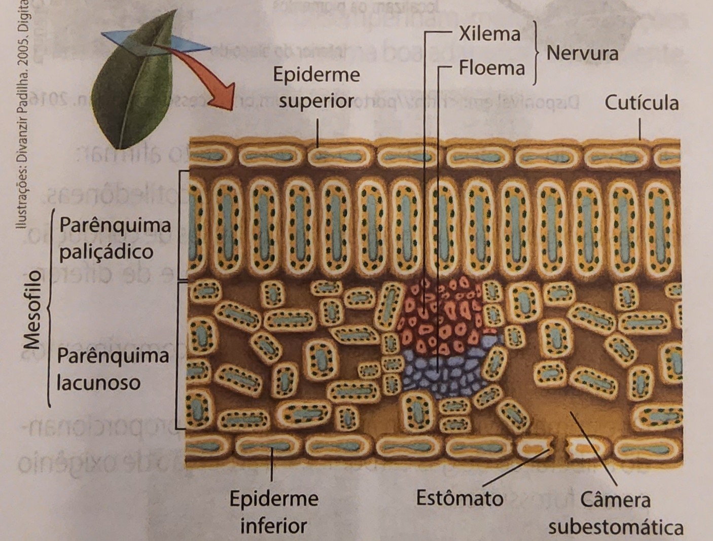 * eudicotiledôneas
* folha hipoestomática
  * estômatos na epiderme inferior