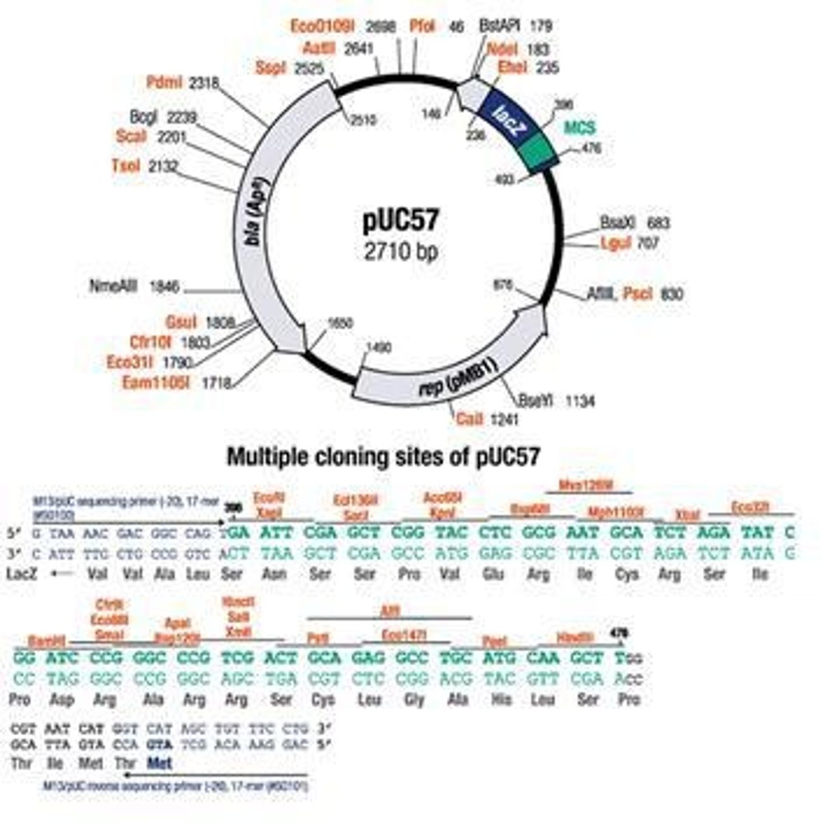 <p>Region in plasmids for inserting DNA sequences.</p>